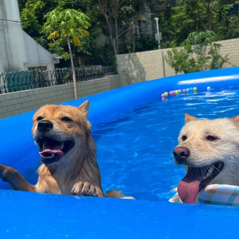 Inflatable Dog Swimming Pool 13 FT x 13 FT PVC